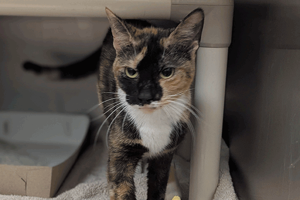A tortoiseshell cat with hazel eyes standing next to a pink and yellow toy looking in the camera.