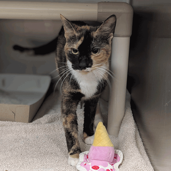 A tortoiseshell cat with hazel eyes standing next to a pink and yellow toy looking in the camera.
