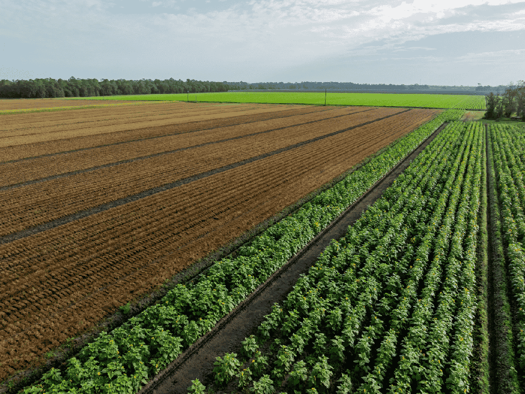 perspective view of crop rows, green crops and brown soil on a cloudy day