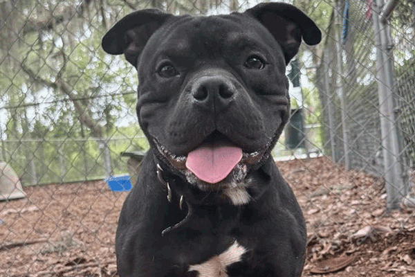 A black and white dog sitting in the brown mulch smiling at you with his tongue sticking out.