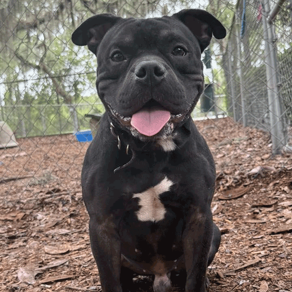 A black and white dog sitting in the brown mulch smiling at you with his tongue sticking out.