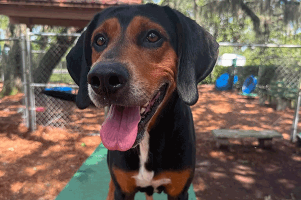 A tri color dog standing on a green bench smiling with his tongue hanging out.
