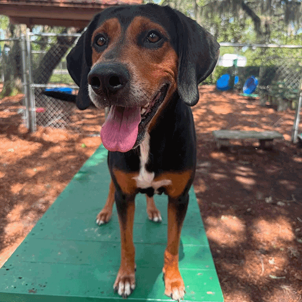 A tri color dog standing on a green bench smiling with his tongue hanging out.
