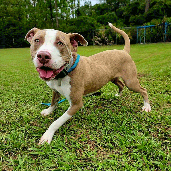A tan and white dog wearing a blue color standing on a green grass smiling at you.