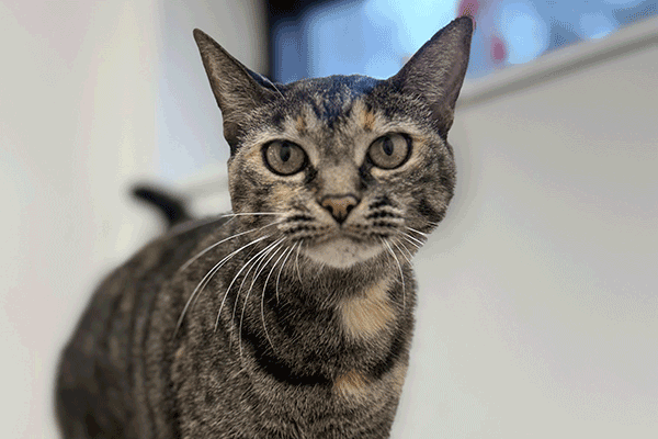 A tortoiseshell cat with hazel eyes standing next to a tan carpeted cat tree top looking into the camera.