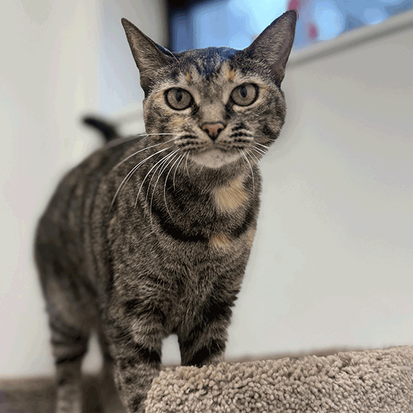A tortoiseshell cat with hazel eyes standing next to a tan carpeted cat tree top looking into the camera.