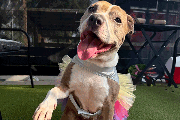 A brown and white dog wearing a purple, pink and yellow skirt going to shake someone’s hand and smiling with her tongue hanging out.