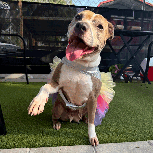 A brown and white dog wearing a purple, pink and yellow skirt going to shake someone’s hand and smiling with her tongue hanging out.