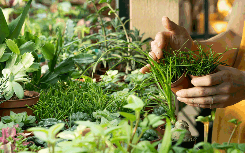 variety of potted plants clustered together as someone holds two small plants in terra cotta colored plastic pots