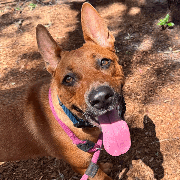 A red dog wearing a blue color and pink leash looking in the camera with her tongue hanging out.
