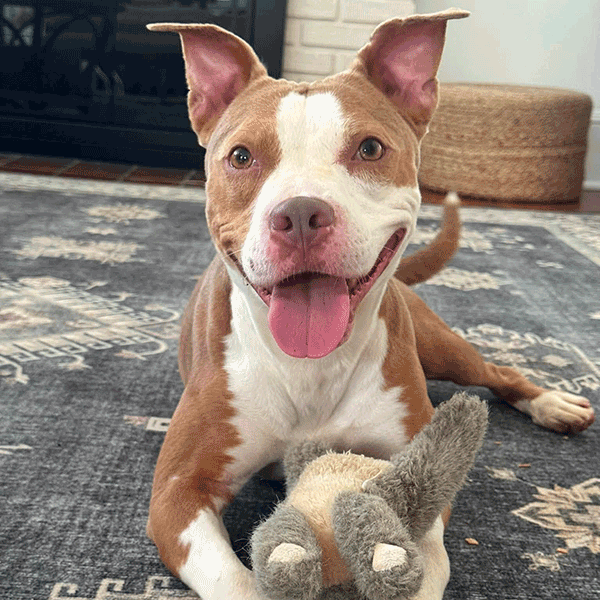 A happy dog with a brown and white coat lies on a rug, holding a plush toy in its paws.