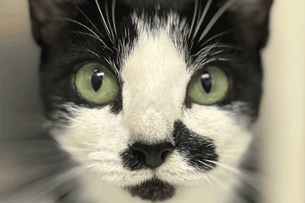 A close-up of a black and white cat with striking green eyes and distinct facial markings.