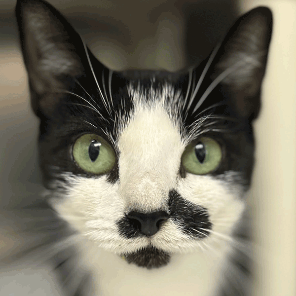 A close-up of a black and white cat with striking green eyes and distinct facial markings.