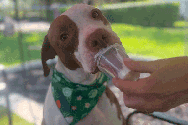 A dog wearing a green bandana is licking a cup held by a person. The dog is sitting outdoors under an umbrella, with grass and trees visible in the background.