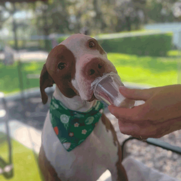 A dog wearing a green bandana is licking a cup held by a person. The dog is sitting outdoors under an umbrella, with grass and trees visible in the background.