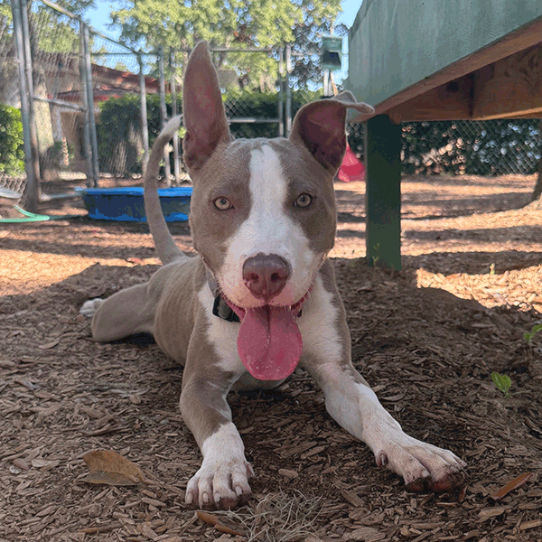 Happy dog with a light brown and white coat lies on mulch at a park. Its tongue is out, ears perked up, and a playground with trees is in the background.