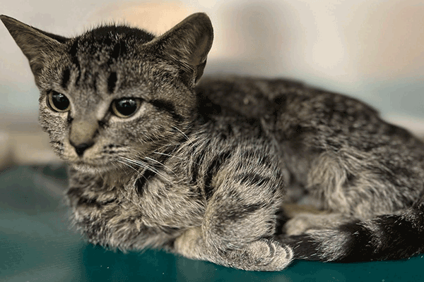 A tabby cat with a striped coat is sitting on a green surface against a blurred neutral background, looking to the side.
