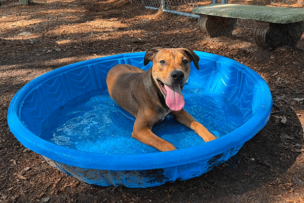A dog happily lounges in a blue plastic kiddie pool filled with a small amount of water, surrounded by a fenced outdoor area. A bench is visible in the background.