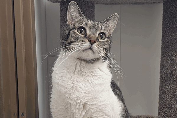 A cat with a white and tabby coat sits on a carpeted perch, looking upward with curious eyes.
