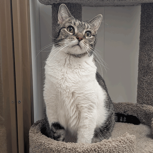 A cat with a white and tabby coat sits on a carpeted perch, looking upward with curious eyes.