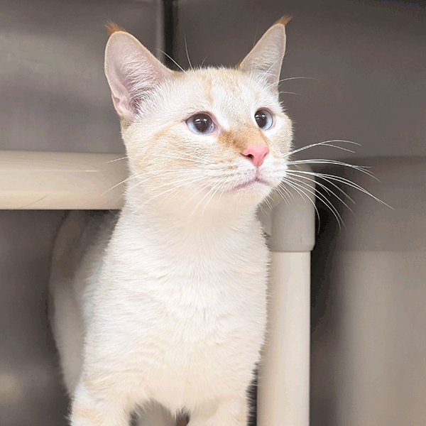 A white cat with light orange markings on the ears and face, standing in a stainless steel kennel. The cat is looking attentively towards the right.