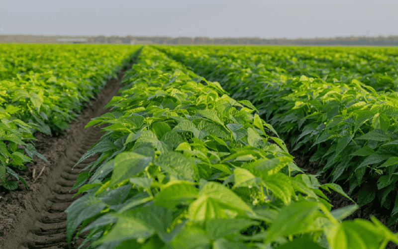 Rows of leafy green crops with tire tracks on each side. Viewing from low vantage point with a blurred tree line and buildings in the background.