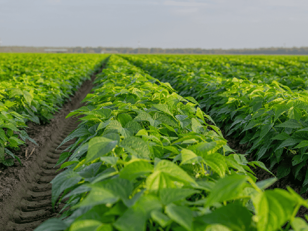 Rows of leafy green crops with tire tracks on each side. Viewing from low vantage point with a blurred tree line and buildings in the background.