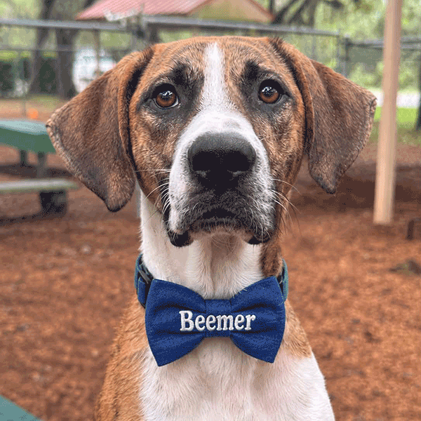A brown and white dog with a blue bow tie that reads "Beemer" sits outdoors near a bench on a grassy surface, with trees and a fence in the background