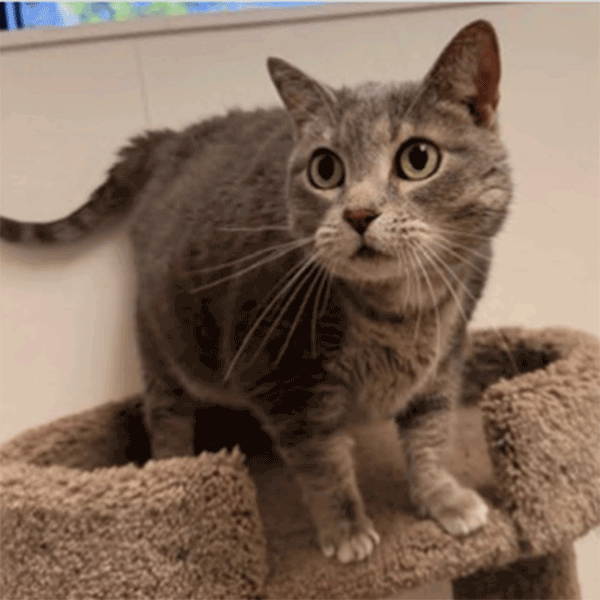A gray cat with green eyes stands on a plush, brown cat tree, looking alert.