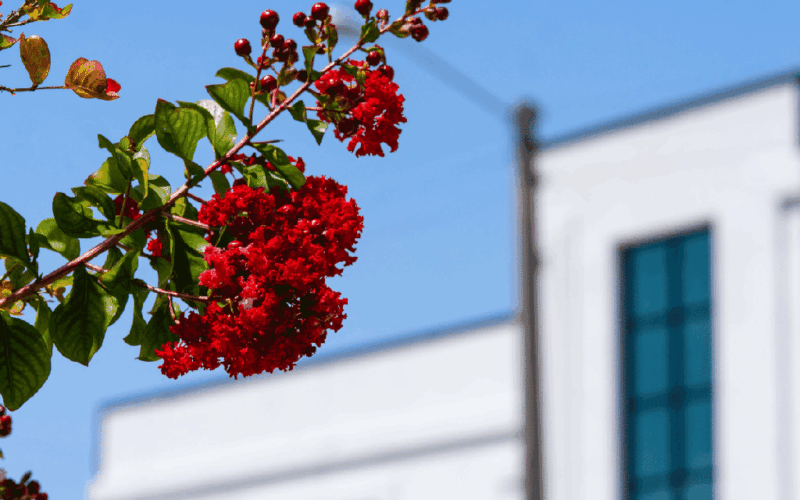 Flowers outside the new library and community center in Hastings