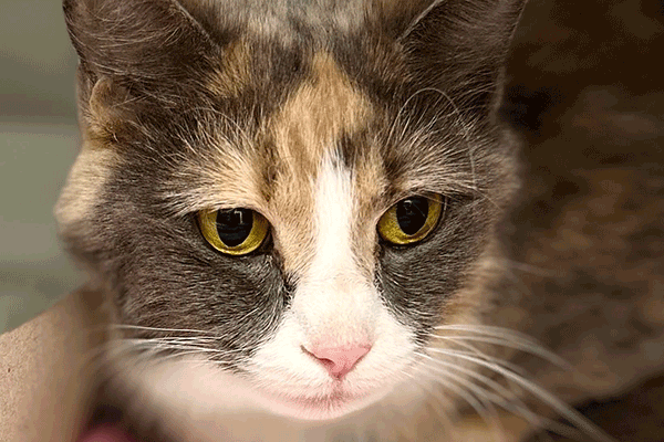 A close-up of a calm cat with a mix of gray, white, and orange fur, lying on a striped surface. The cat has bright yellow eyes and appears to be in a relaxed posture.