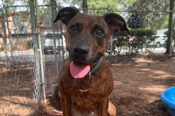 A brown dog with a green collar sits on a stone bench in a fenced outdoor area. Its mouth is open, tongue out, appearing happy. Trees, a blue plastic pool, and a fence are visible in the background.