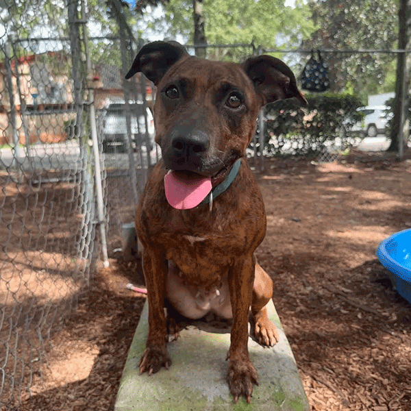 A brown dog with a green collar sits on a stone bench in a fenced outdoor area. Its mouth is open, tongue out, appearing happy. Trees, a blue plastic pool, and a fence are visible in the background.