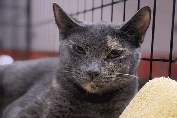 A grey cat with a slightly tilted head is lying on a yellow towel inside a black wire crate.