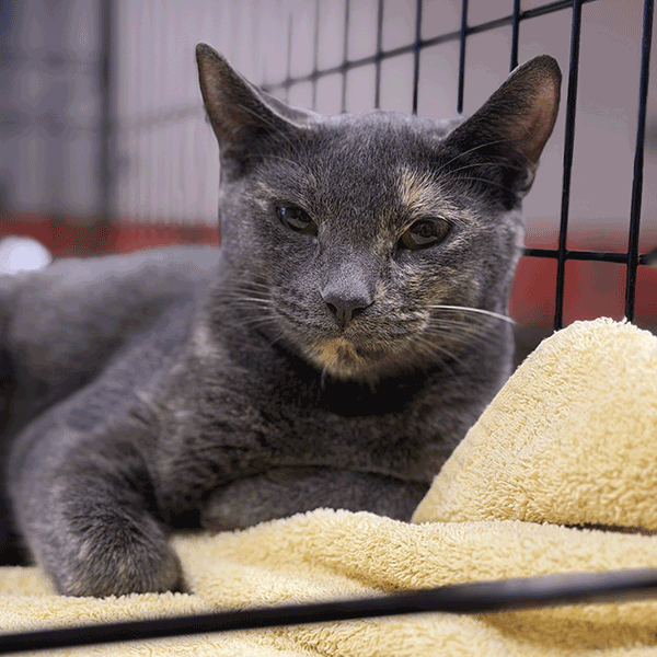 A grey cat with a slightly tilted head is lying on a yellow towel inside a black wire crate.