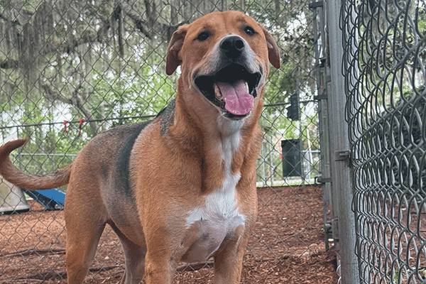 A happy dog with a brown and black coat stands on mulch near a chain-link fence in a park-like setting