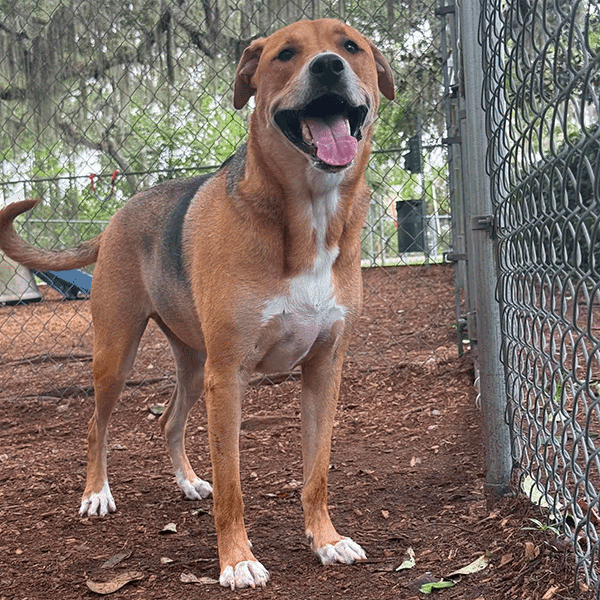 A happy dog with a brown and black coat stands on mulch near a chain-link fence in a park-like setting